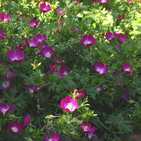 Mallow
